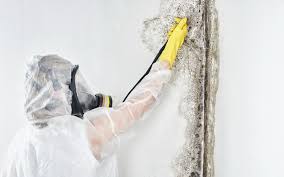 Best Mold Prevention Services  in Belton, SC